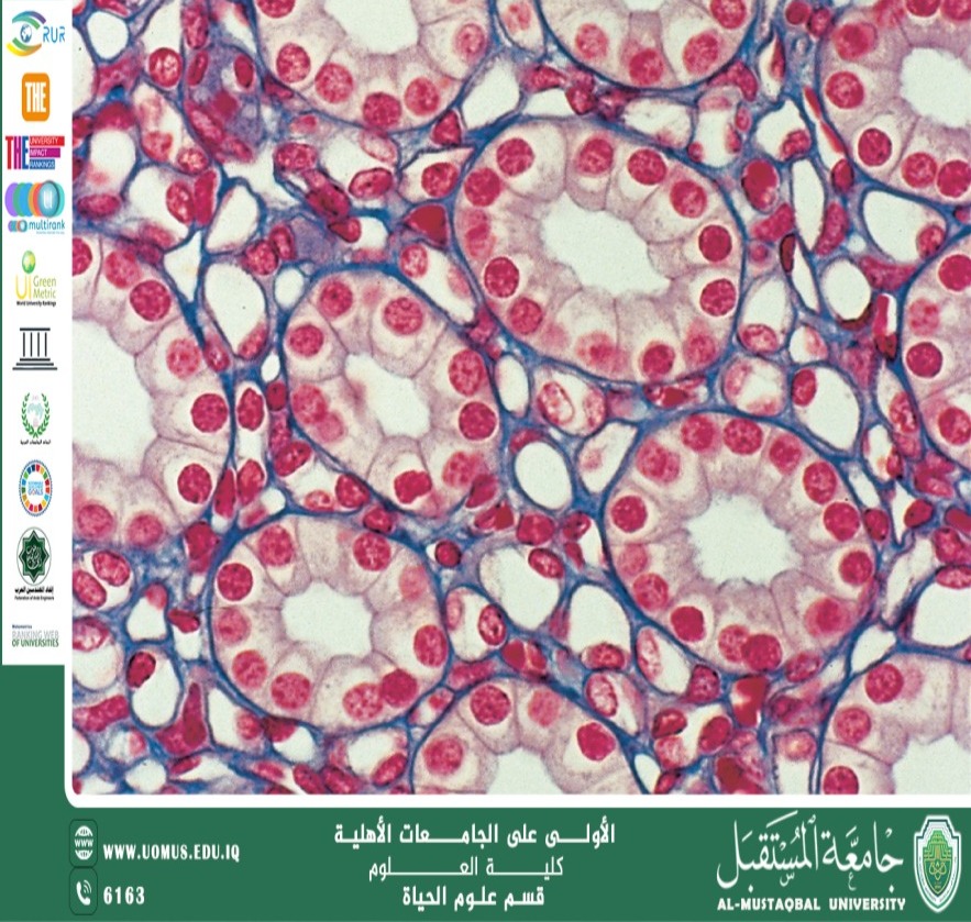 A scientific article by Miss Nour Al-Huda Azmi Hassan entitled :Tissues