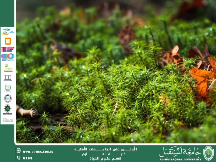 مقالة علمية للآنسة نور الهدى عزمي حسن بعنوان: النباتات اللاوعائية وخصائصها العامة