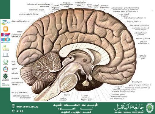 مقالة علمية للدكتور (كريم عبيس هندول ) بعنوان "الأهمية العلمية والفيزيائية لتشريح الجهاز العصبي في الإنسان"