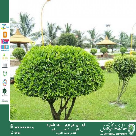 مقالة علمية للتدريسية م.م زينب ناظم عزيز بعنوان :  نبات الفيكس الباندا