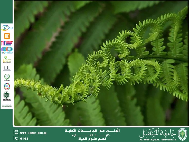 مقالة علمية للآنسة نور الهدى عزمي حسن بعنوان: السرخسيات ودورها في النظام البيئي