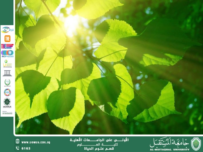 مقالة علمية للتدريسية م.م زينب ناظم عزيز بعنوان :تأثير شدة الضوء على عملية البناء الضوئي في النباتات