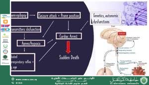 دور علم وظائف الأعضاء في تفسير آليات الوفاة في الطب الشرعي (م.م. بشرى حسين عطية)