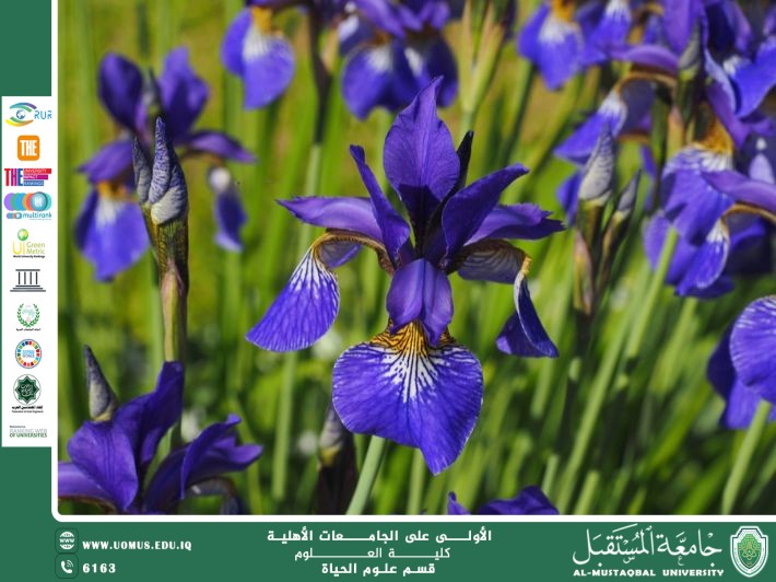 مقالة علمية للانسة نور الهدى عزمي حسن بعنوان : زهرة السوسن