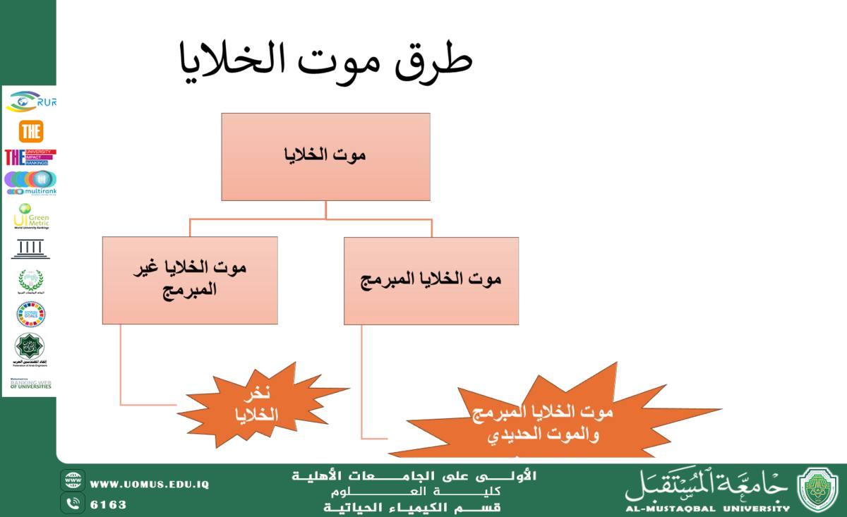 مقالة علمية للتدريسية م.د داليا شاكر عبيدة بعنوان  موت الخلايا المبرمج (Apoptosis): الآليات الحيوية والأهمية الفسيولوجية والمرضية