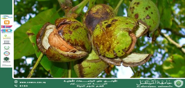 A Scientific Article by Miss Noor Al-Huda Azmi Hassan Title: Kola Tree (Cola acuminata)