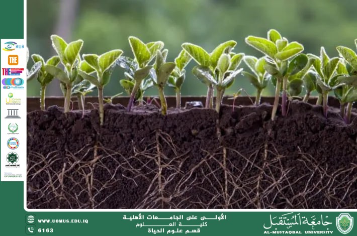 مقالة علمية للتدريسية م.م ضحى صلاح صاحب بعنوان : العلاقة بين الكائنات الدقيقة وجذور النباتات في التربة