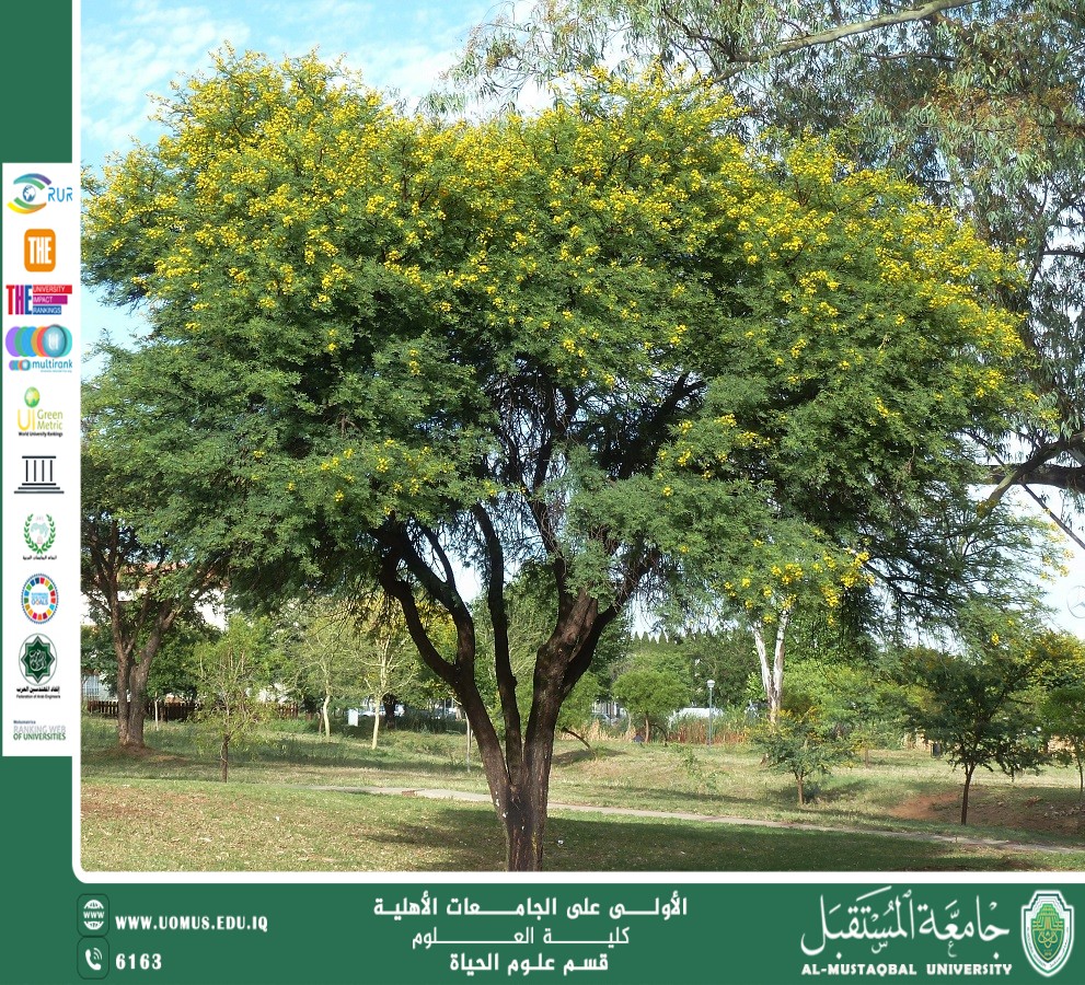 مقالة علمية للانسة نور الهدى عزمي حسن بعنوان "شجرة السنط"