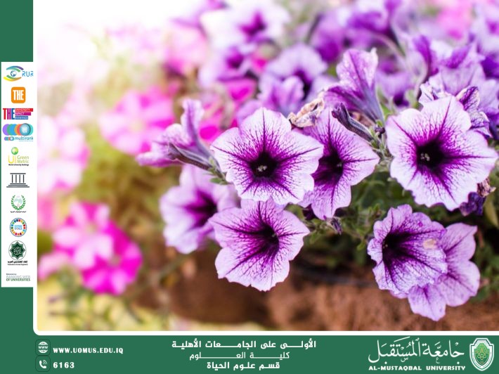 مقالة علمية للتدريسية م.م زينب ناظم عزيز بعنوان : نبات البيتونيا