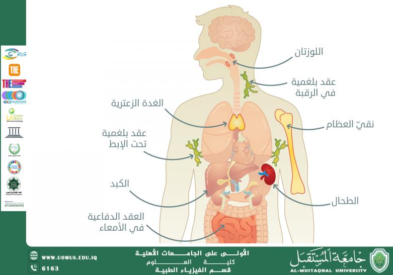 Therapeutic Nutrition and Its Importance in Supporting the Immune System artical by noor firas
