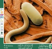 Nematodes (Roundworms)