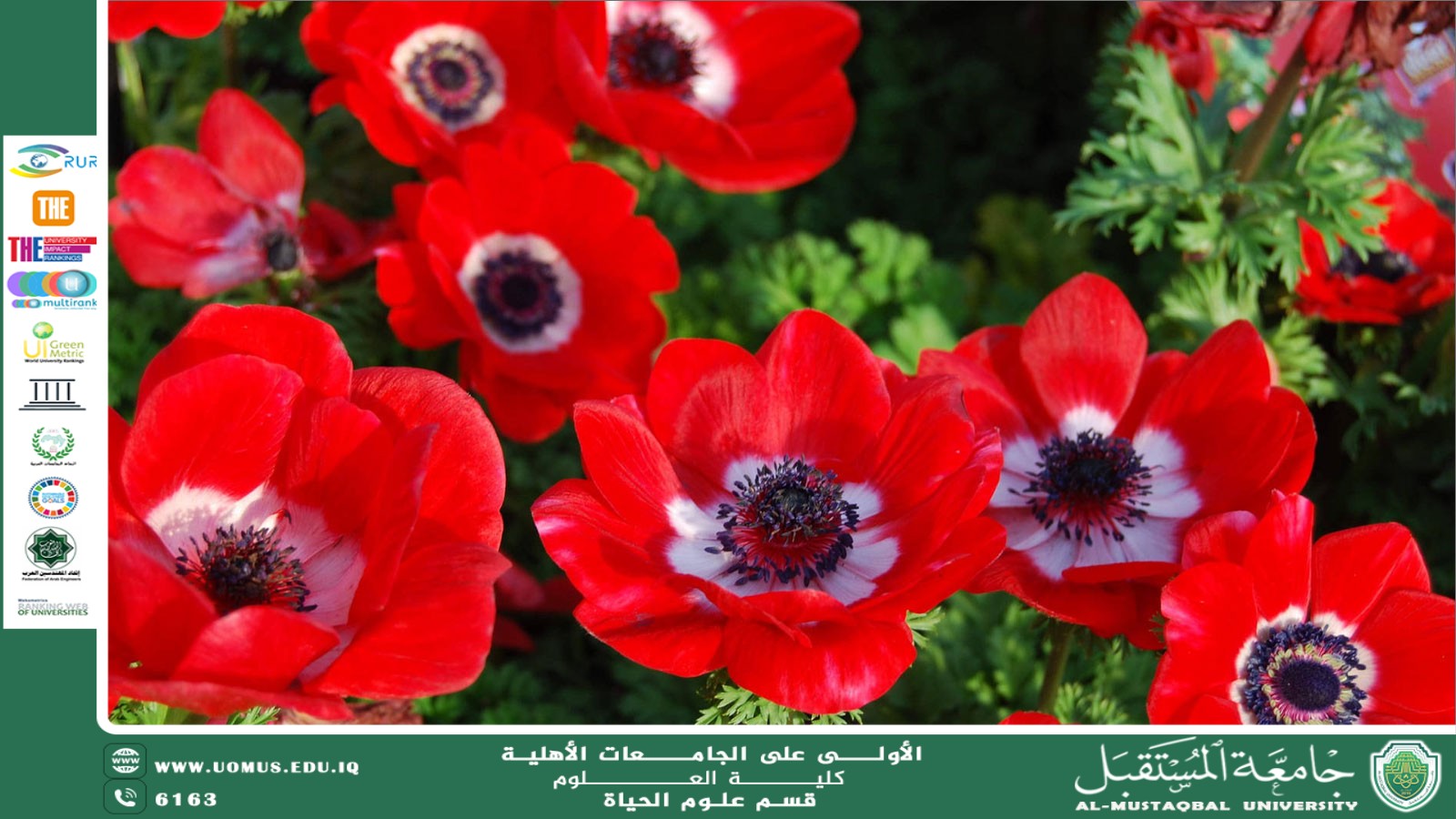 مقالة علمية للانسة نور الهدى عزمي بعنوان :زهرة الشقائق