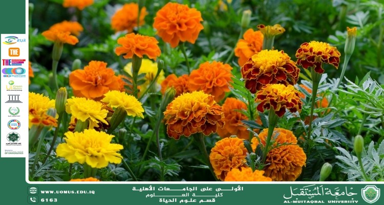 مقالة علمية للتدريسية م.م زينب ناظم عزيز بعنوان : نبات القطيفة