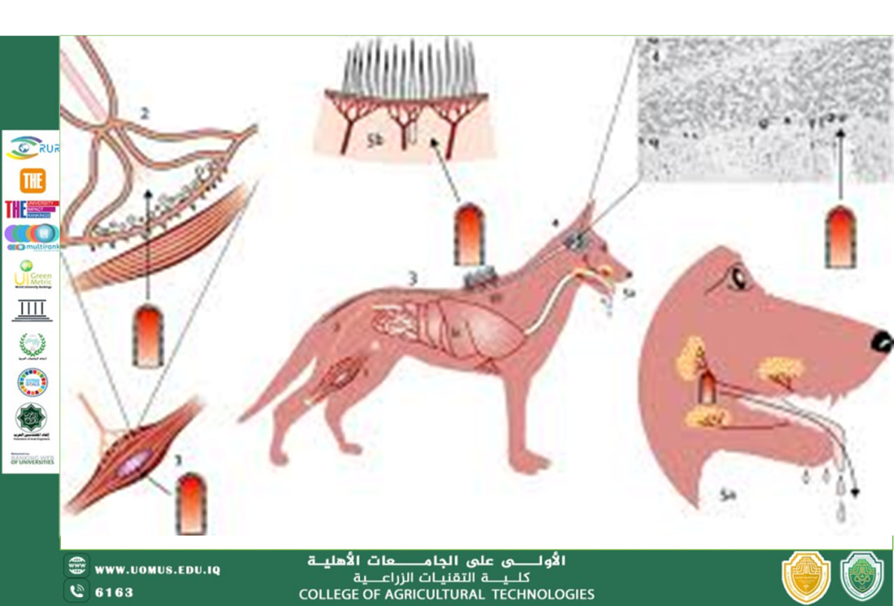 Rabies in animals and humans: A comprehensive overview of diagnosis and control