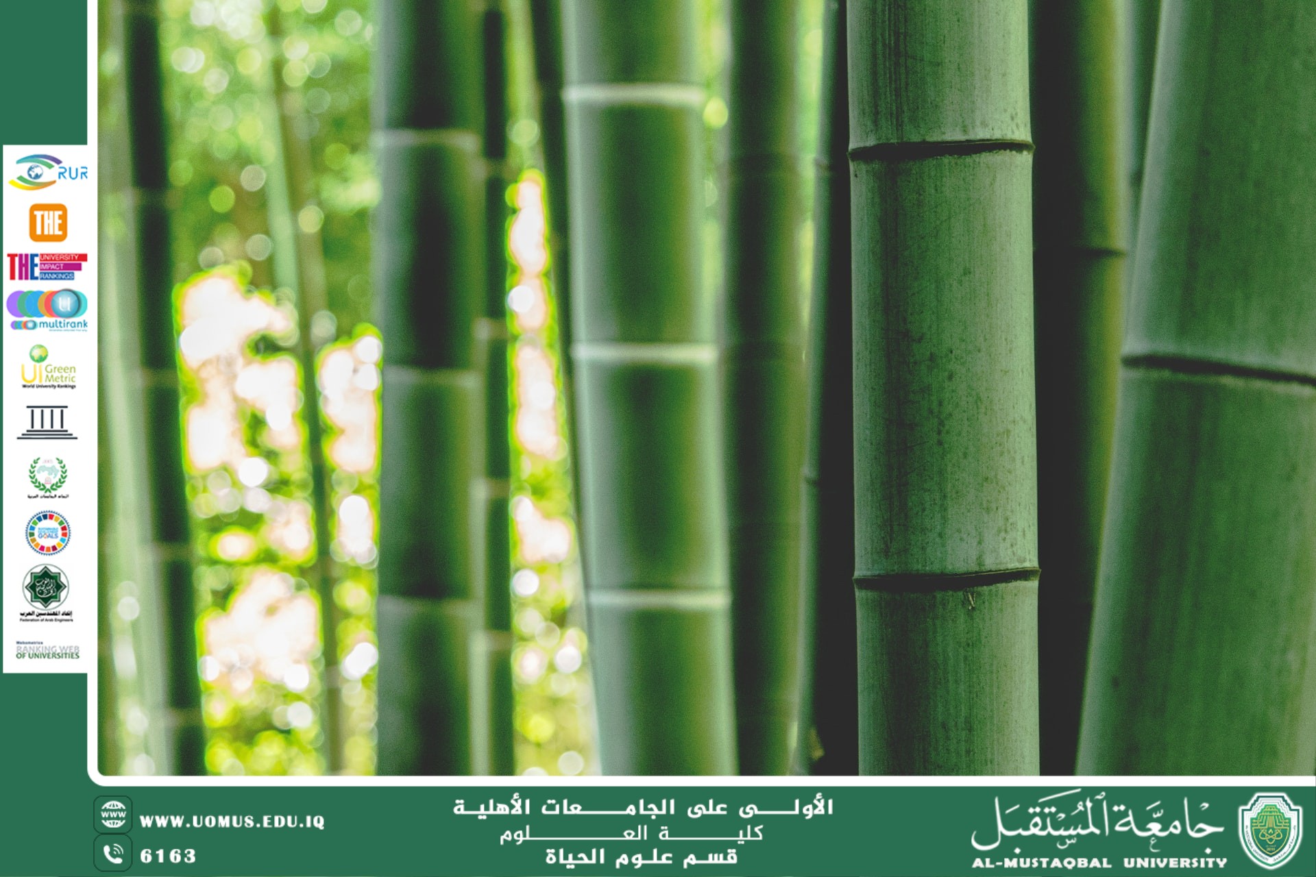 مقالة علمية للانسة نور الهدى عزمي حسن بعنوان "البامبو الشجري"