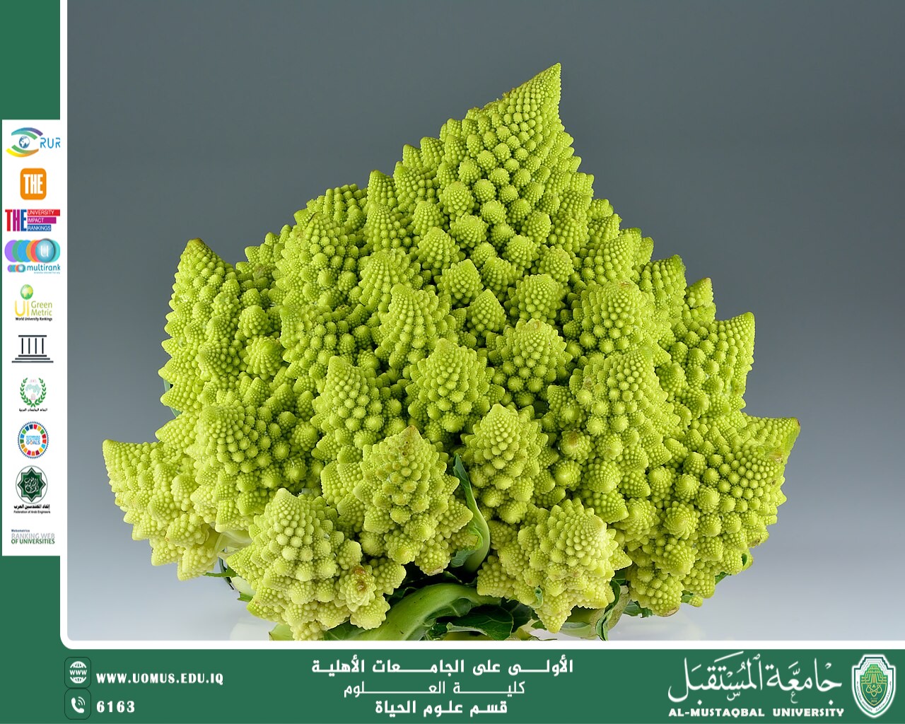 "A Scientific Article by Assistant Lecturer Zainab Nazim Aziz Entitled “Romanesco