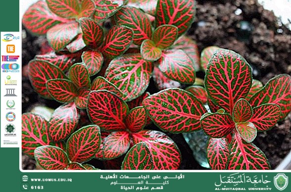 مقالة علمية للتدريسية م.م زينب ناظم عزيز بعنوان :  نبات الفيتونيا