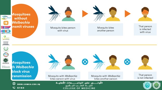 برنامج البعوض العالمي: مكافحة الأمراض بذكاء