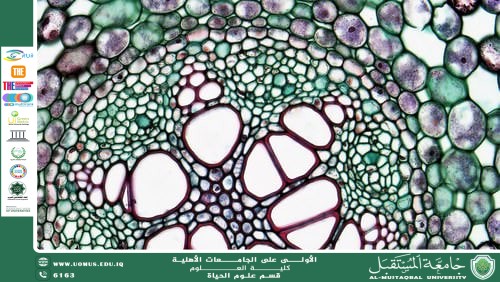 مقالة علمية للتدريسية م.م زينب ناظم عزيز بعنوان "الفرق بين الأنسجة النباتية والأنسجة الحيوانية"