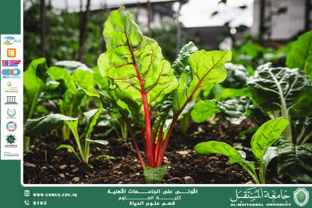 "A Scientific Article by Lecturer Assistant Zainab Nazim Aziz Titled: “Leaf Beet (Swiss Chard)