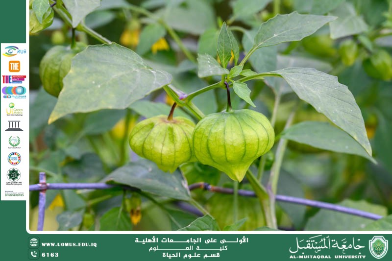 "A scientific article by Lecturer M.M. Zainab Nazim Aziz titled "Tomatillo