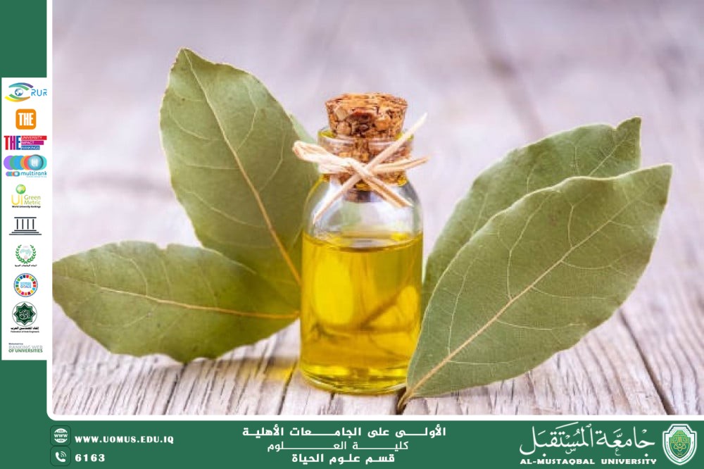 مقالة علمية للتدريسية م.م زينب ناظم عزيز بعنوان "زيت الغار "