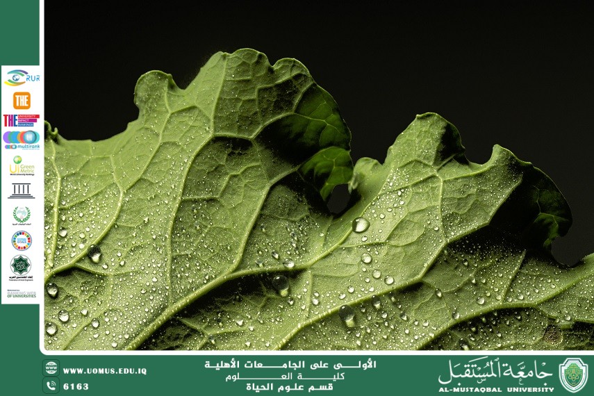 مقالة علمية للتدريسية م.م زينب ناظم عزيز بعنوان :تأثير الإجهاد المائي في كفاءة البناء الضوئي للنباتات