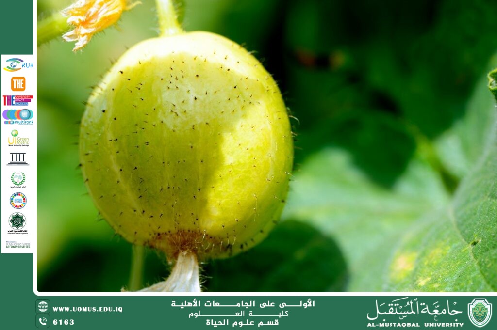 "A Scientific Article by Lecturer Assistant Zainab Nazim Aziz Titled: “Lemon Cucumber