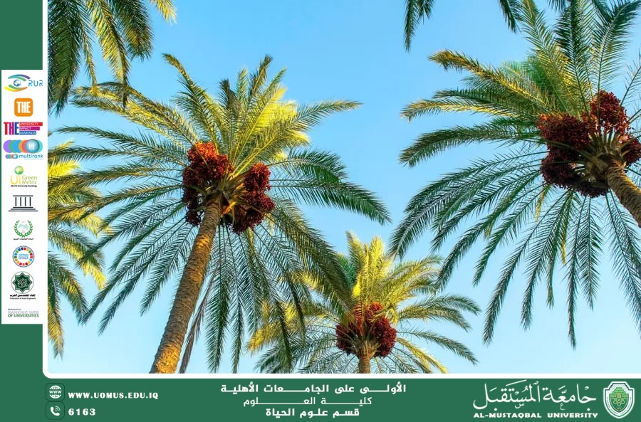 مقالة علمية للتدريسية بنين معن كريم بعنوان " شجرة النجيل "