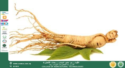 نبات الجينسينك