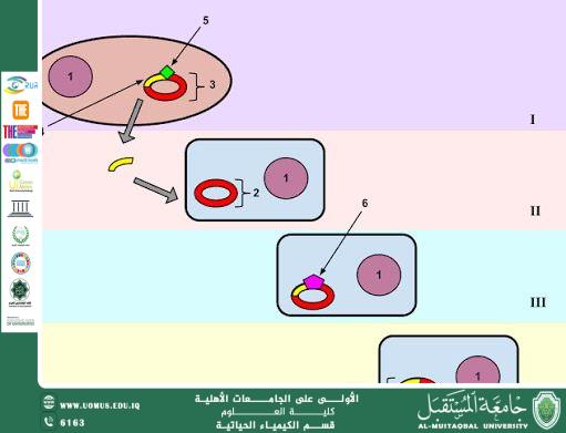 مقالة علمية للست حوراء علي بعنوان المتحوِّل الوراثي (Mutation) وأهميته في علم الأحياء