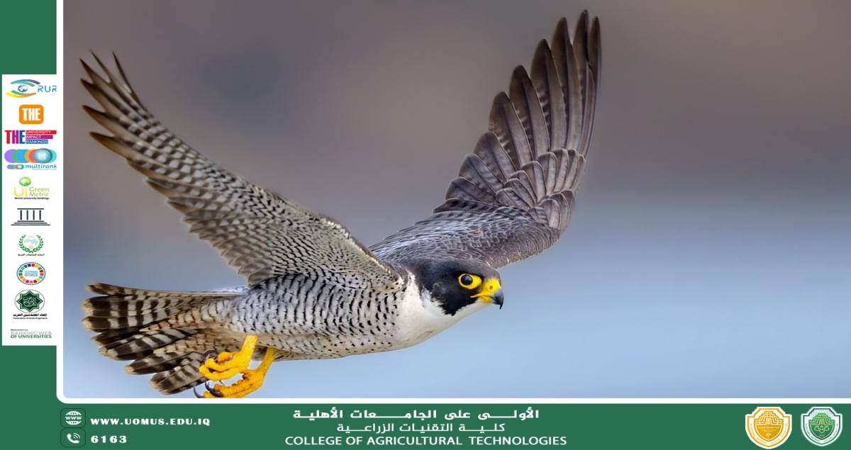 دراسة تحليلية في تربية صقر الشاهين