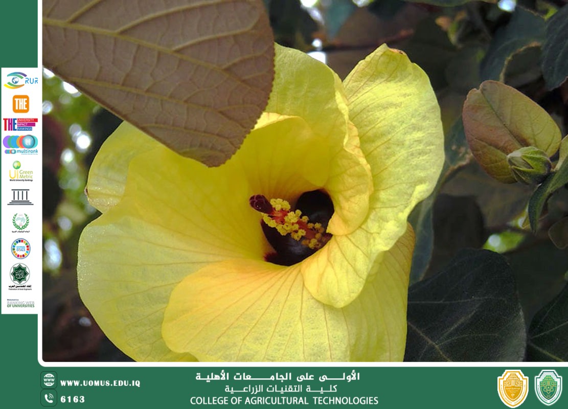 Coastal Hibiscus (Sea Hibiscus / Beach Hibiscus)