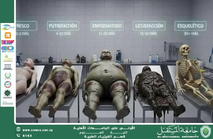 مقالة علمية للدكتور الاستاذ انيس علي حسن بعنوان " المنظور الفيزياوي الطبي لتحلل الجثة البشرية"