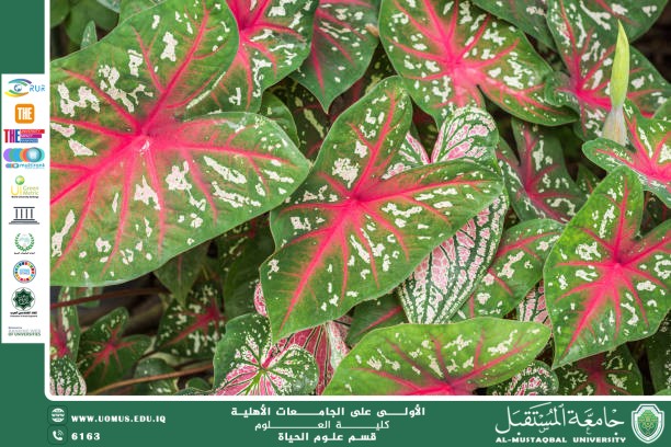 مقالة علمية للتدريسية م.م زينب ناظم عزيز بعنوان :  نبات الكالاديوم