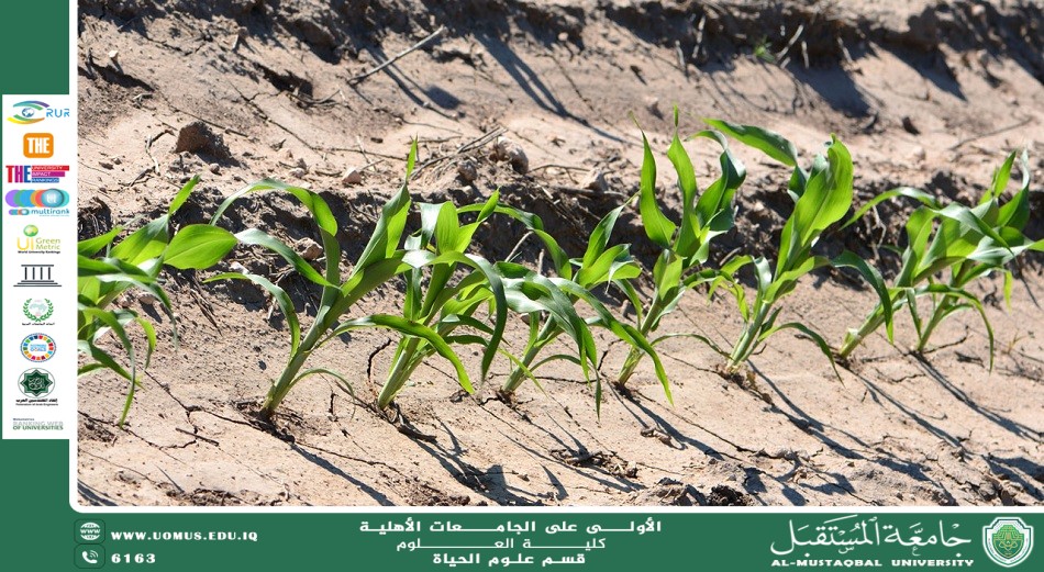 مقالة علمية للتدريسية م.م زهراء جواد كاظم بعنوان " ملوحة التربة وأثرها على الإنتاج الزراعي"