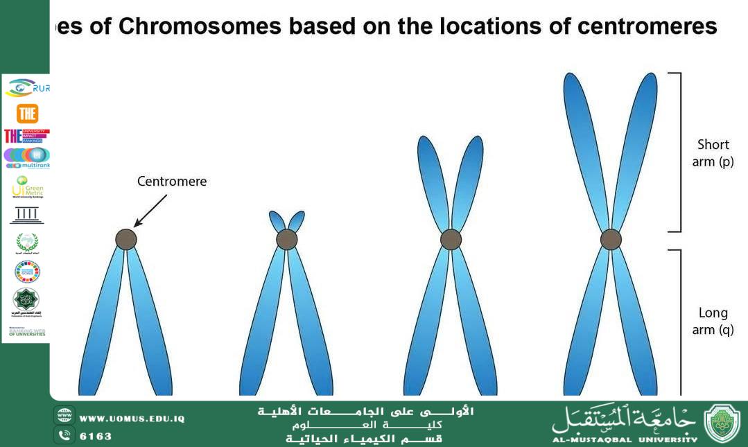 تركيب الكروموسوم وأهميته الحيوية إعداد: م.م. عباس حمزة خضير قسم الكيمياء الحياتية – كلية العلوم – جامعة المستقبل