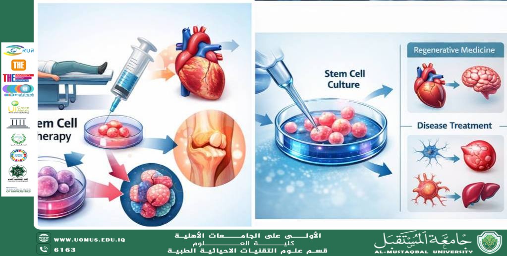 مقالة علمية للمعيد ( احمد جلال نعمة ) بعنوان "الخلايا الجذعية وتطبيقاتها في التقنيات الأحيائية الطبية"
