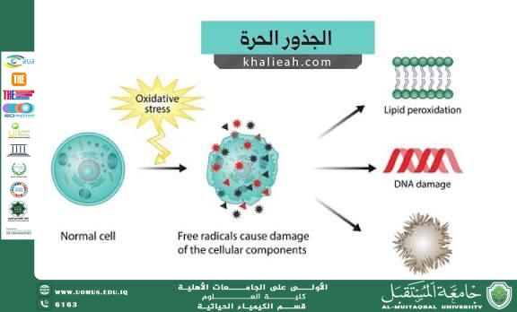 The Role of Oxidative Stress in the Development of Chronic Diseases