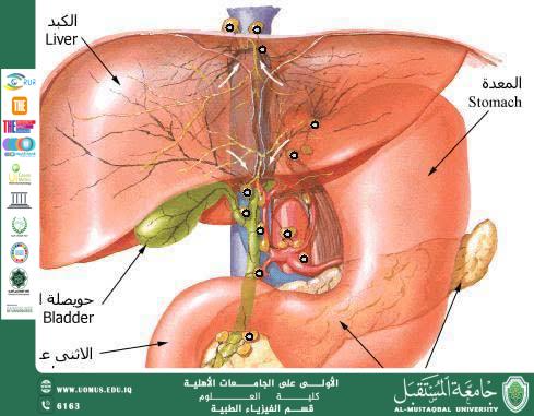 مقالة علمية للتدريسي (الدكتور كريم عبيس هندول ) بعنوان "الفيزياء الطبية والأهمية التطبيقية في تشريح الجهاز الهضمي"