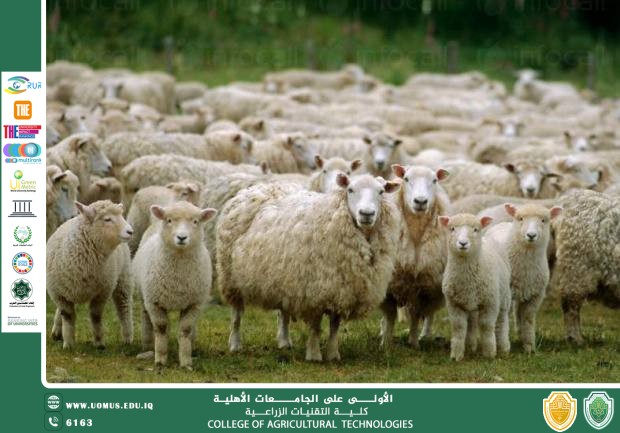 الاستراتيجيات في تربية وتحسين حيوانات المزرعة