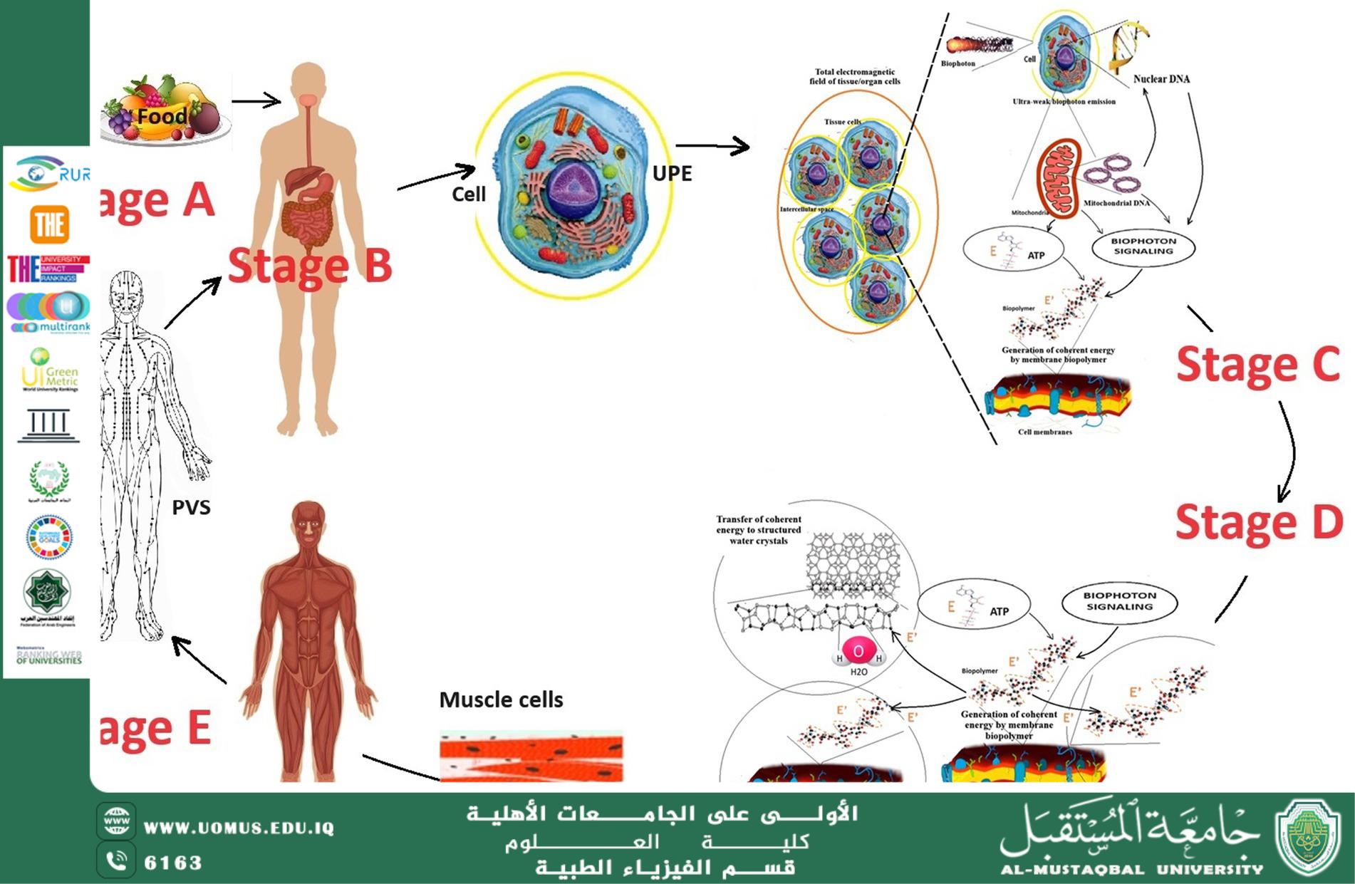 The Impact of Biophysics on Body Properties