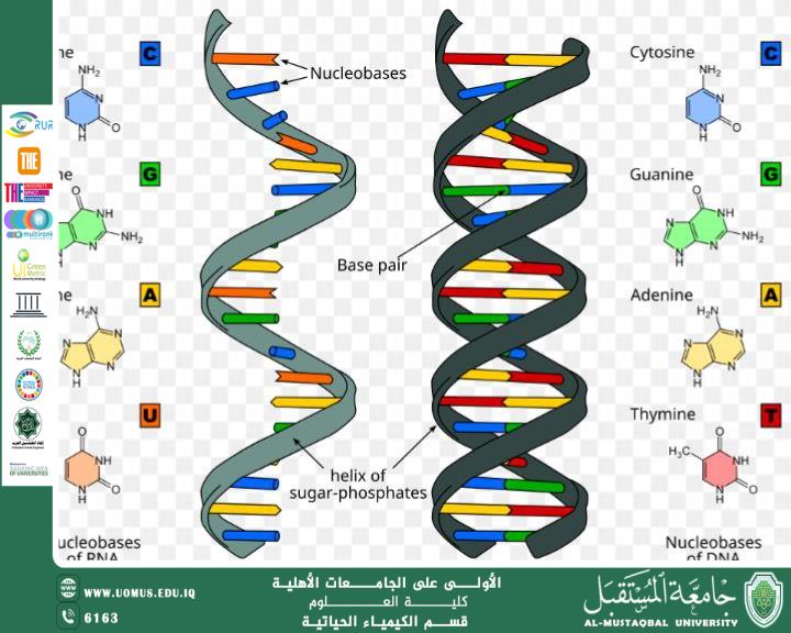 Scientific Article Ribozymes and Their Catalytic Role in Cells Prepared by: Asst. Lecturer Haider Mutlak Mousa
