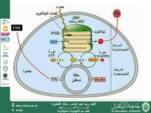 A Scientific Article ( Biochemistry) by Ms. Hawraa Ali