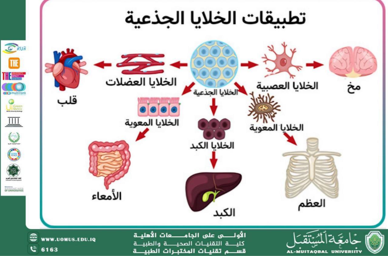 مقالة علمية للأستاذ الدكتور حبيب صاحب نهر بعنوان (الخلايا الجذعية )