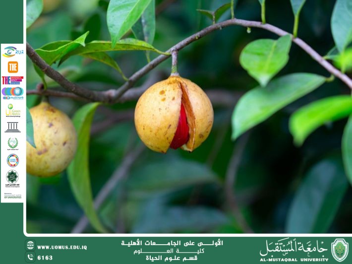 A Scientific Article by Miss Noor Al-Huda Azmi Hassan Title: Nutmeg Plant (Myristica fragrans)