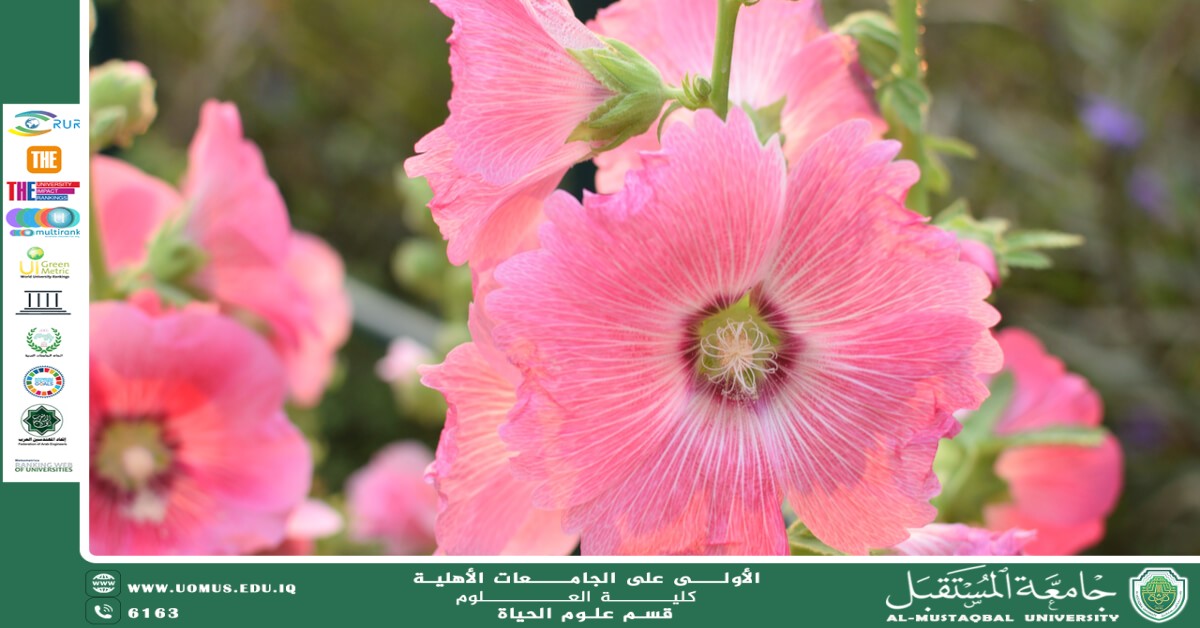 مقالة علمية للانسة نور الهدى عزمي بعنوان :زهرة الختمية