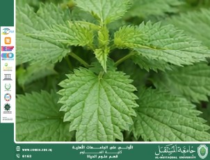 مقالة علمية للانسة نور الهدى عزمي بعنوان :زهرة القراص