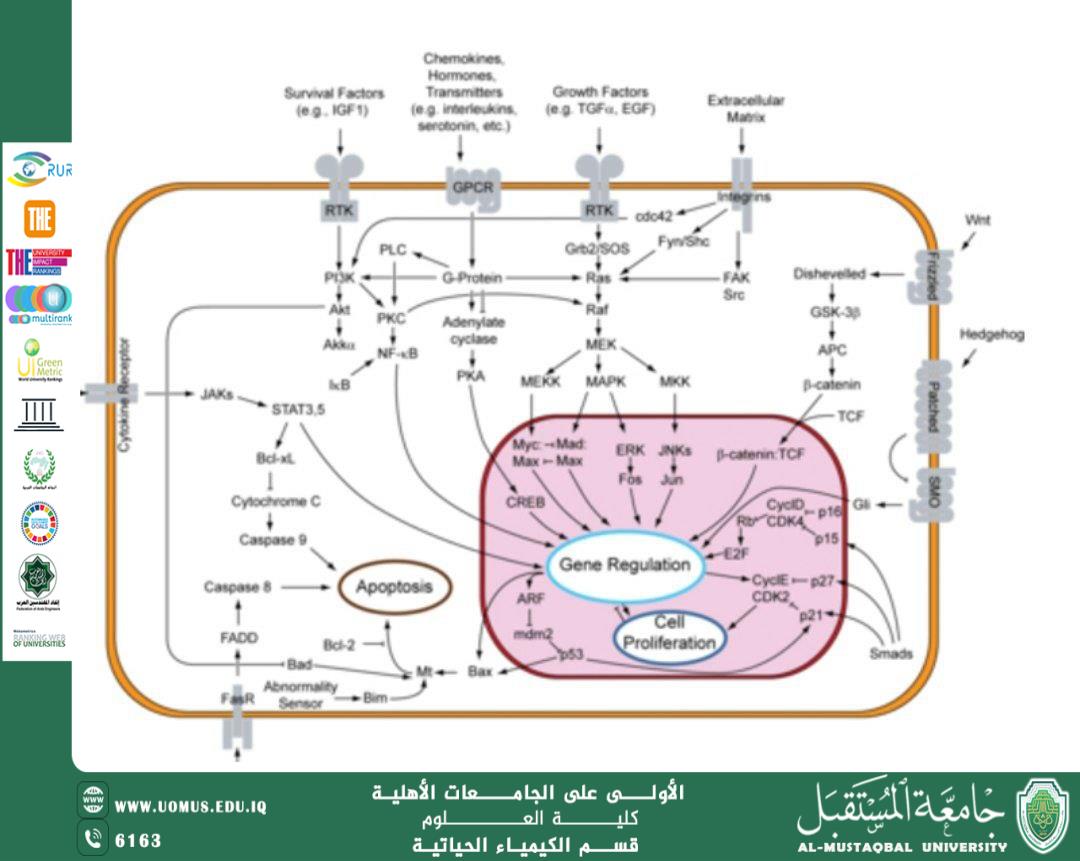 مقالة علمية ل رئيس قسم الكيمياء الحياتية الأستاذ الدكتور ناصر عبد الحسن ناصر بعنوان دور الكيمياء الحياتية الطبية في تحليل الإشارات الخلوية المرتبطة بتطور الأمراض