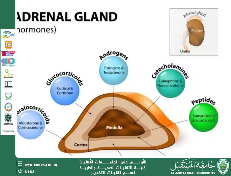 Adrenal Gland Disorders and Causes of Hyperfunction